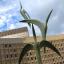 65-BAC 1X1-Garden of Peace